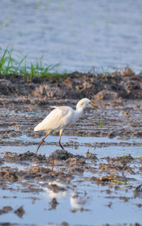 View of bird on beach