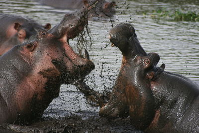 Closeup of two hippopotamus fighting in mud in waterhole inside ngorongoro crater, tanzania.