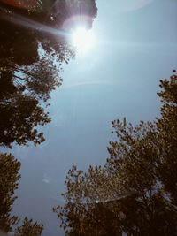 Low angle view of sunlight streaming through trees against sky