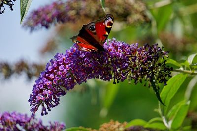 Close-up of butterfly on purple flowers