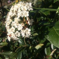 Close-up of white flowers