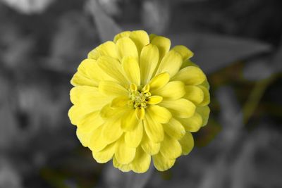 Close-up of yellow flower blooming outdoors