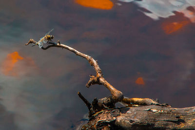 Close-up of bird flying over sea