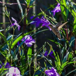 Purple flowering plants growing outdoors