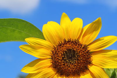 Close-up of sunflower