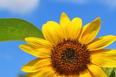 Close-up of sunflower