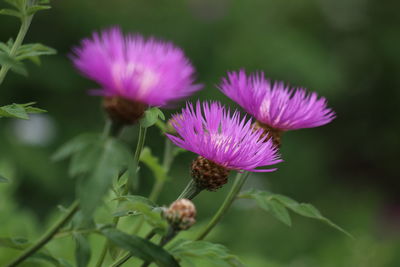 Close-up of bee on thistle blooming outdoors