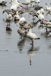 Flock of geese on frozen lake