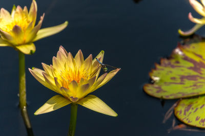 Close-up of yellow insect on water lily