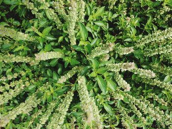 Top view a large bush of sweet basil with blooming flower and white petals.