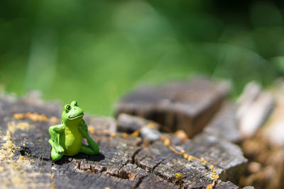 Close-up of frog figurine on tree stump