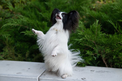 Papilion dog outdoors. portrait of a black and white continental spaniel