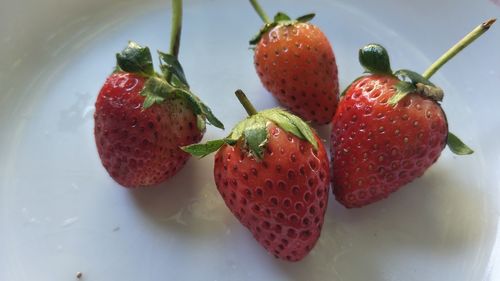 High angle view of strawberries in plate