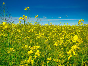 Scenic view of oilseed rape field against sky