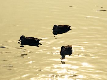 Reflection of birds in water