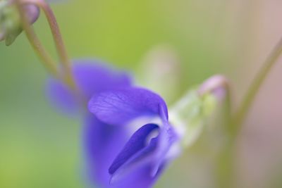 Close-up of purple flower blooming outdoors