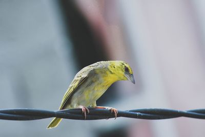 Close-up of bird perching on leaf