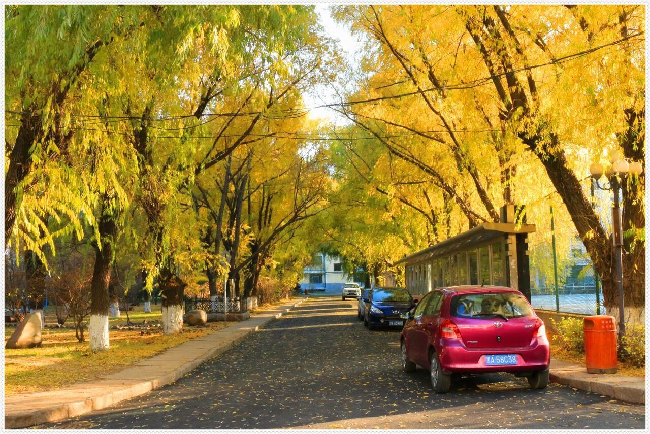 transportation, tree, land vehicle, car, mode of transport, road, street, the way forward, diminishing perspective, on the move, parked, day, branch, growth, parking, stationary, yellow, outdoors, treelined, sunlight