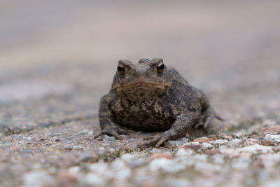 Close-up of frog on rock