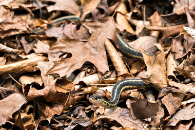 View of snake in leaves