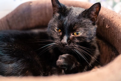 Close-up portrait of a cat