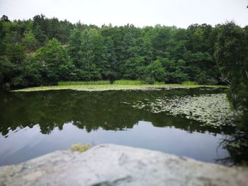 Scenic view of lake in forest