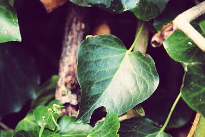 Close-up of plant