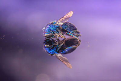 Close-up of insect on purple flower