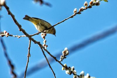 Low angle view of bird perching on tree against sky