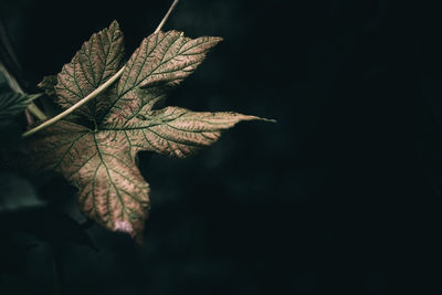 Close-up of dry leaves