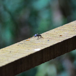 Close-up of ant on wood