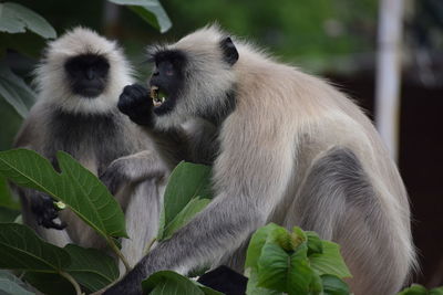 Monkey sitting on a tree