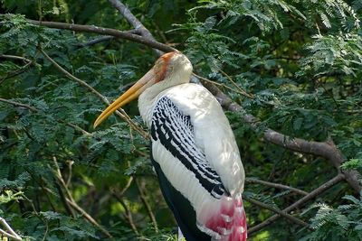 Close-up of bird perching on branch