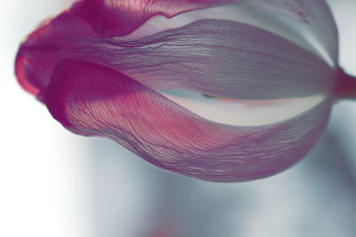 Close-up of pink rose flower