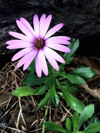 Close-up of osteospermum blooming outdoors