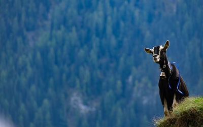 Low angle view of horse on tree against sky