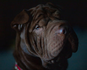 Close-up of shar pei 