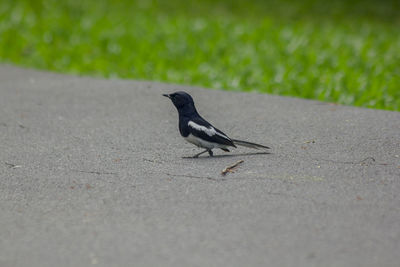 Bird perching on a road