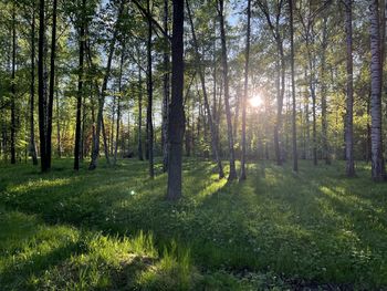 Trees in forest