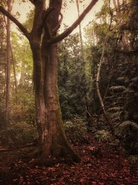 Trees in forest