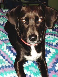 Close-up portrait of dog