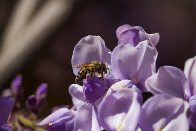 Close-up of bee pollinating flower