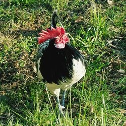 Close-up of rooster on field