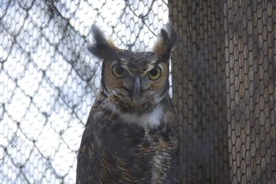Close-up portrait of great horned owl in cage