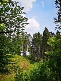 Trees growing in forest against sky