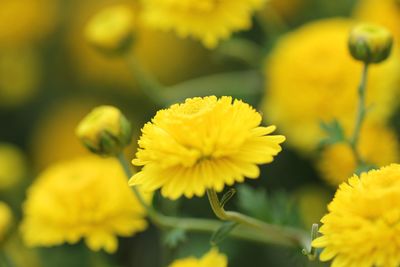 Close-up of yellow flowering plant
