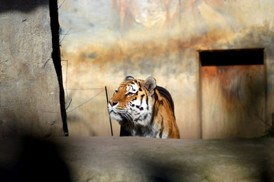 Beautiful tiger in the zoo of leipzig