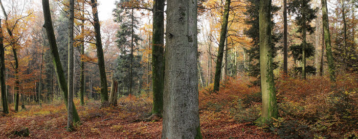 Trees in forest during autumn