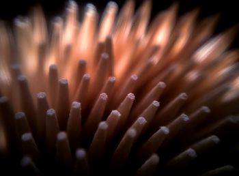 Full frame shot of flower