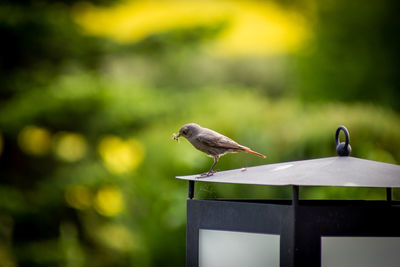 Close-up of bird perching on wooden table